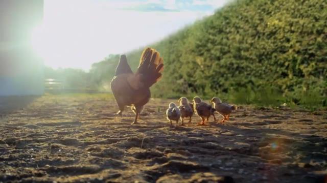 National Geographic Wild