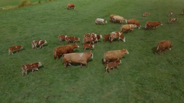 National Geographic Wild