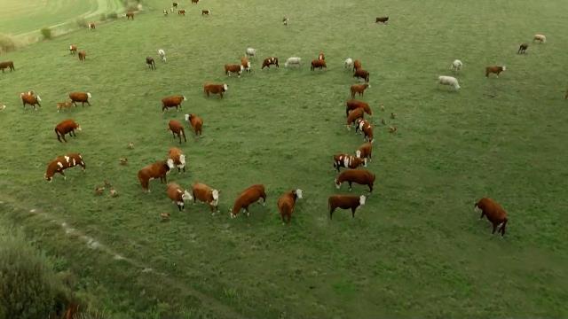 National Geographic Wild