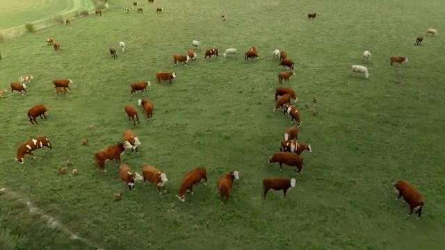 National Geographic Wild