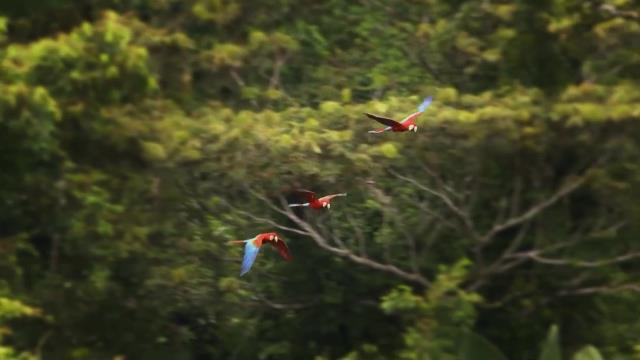 National Geographic Wild