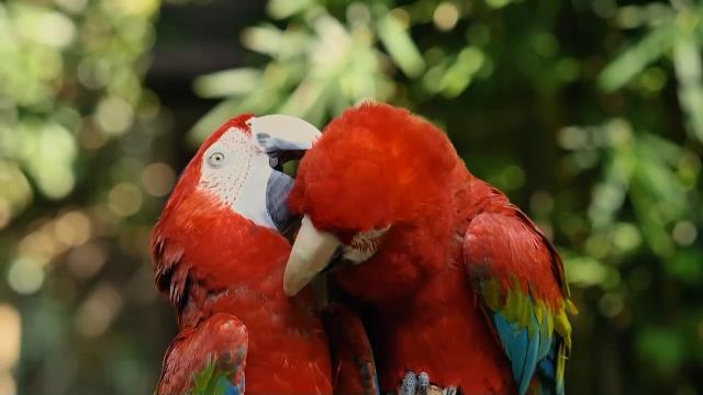 National Geographic Wild