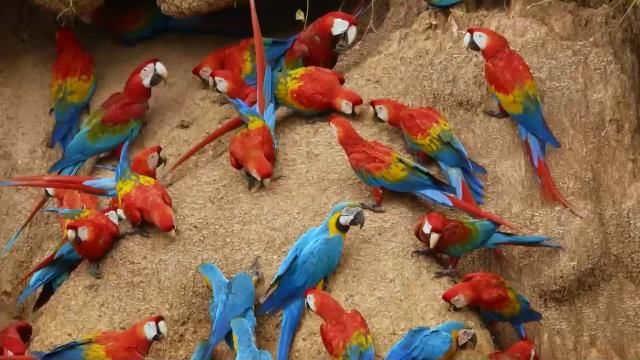 National Geographic Wild