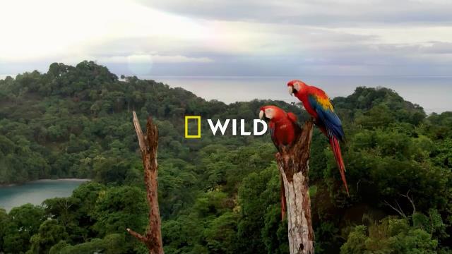 National Geographic Wild