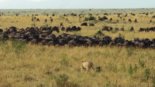 National Geographic Wild