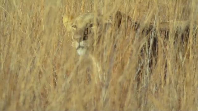 National Geographic Wild