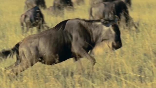 National Geographic Wild