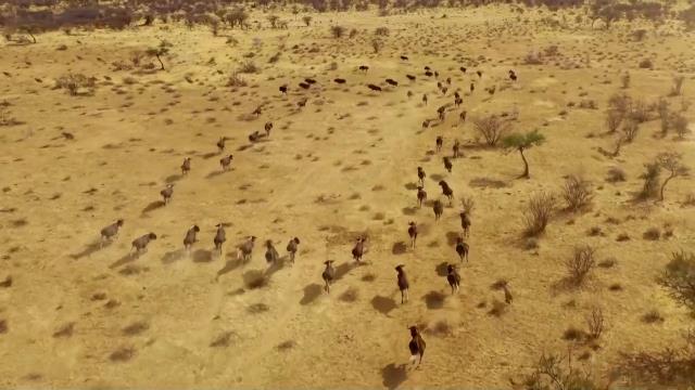 National Geographic Wild