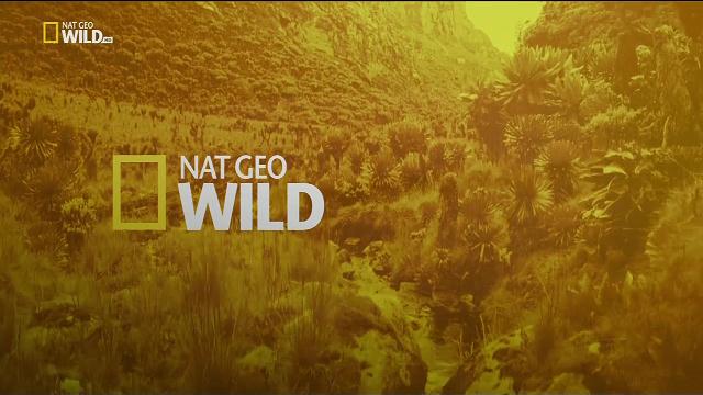 Nat Geo Wild Italia