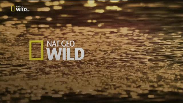 Nat Geo Wild Italia